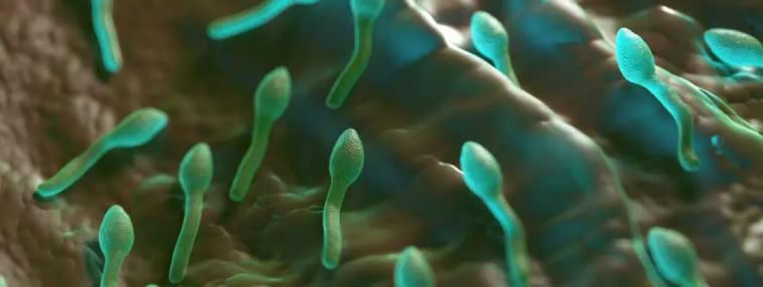 Probiotica om clostridium te weren tijdens antibioticakuur