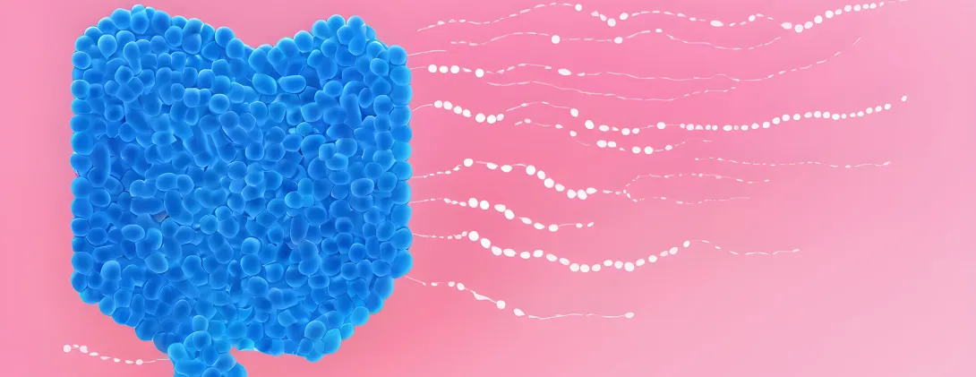 Zout en de darmflora