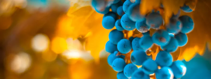 Resveratrol geen effect op insulineresistentie bij overgewicht