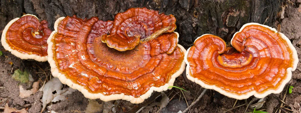 Reishi ondersteunt afweer