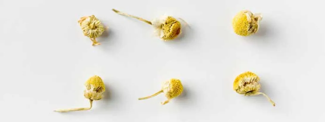 (Dood) probioticum met kamille en citroenmelisse om baby's te sussen