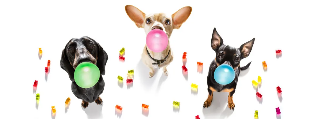 Kauwen verbrandt calorieën