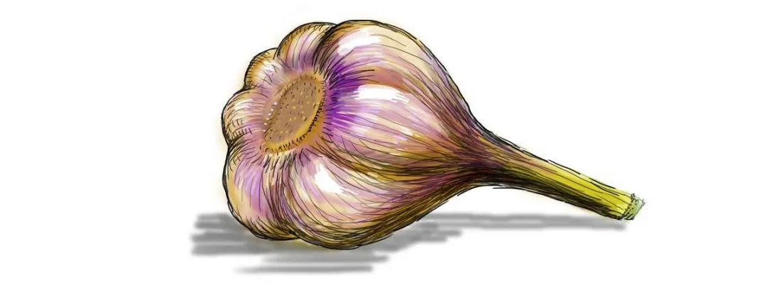 Ajoeen uit knoflook bestrijdt bacteriële infectie