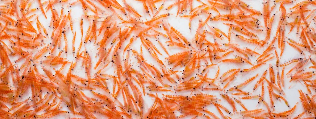 Krill tegen artrose