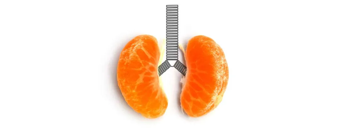 Gezonde longen door fruit en groente