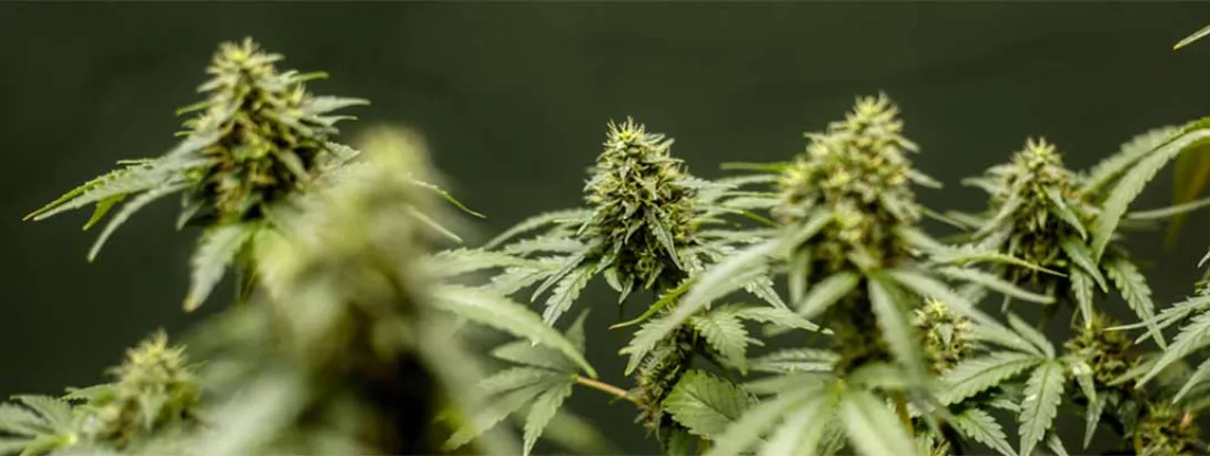 Verbetering levenskwaliteit ouderen door medicinale cannabis