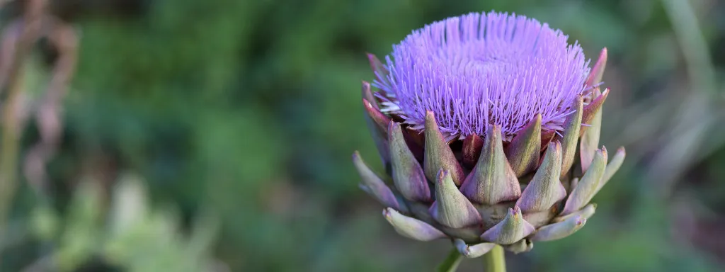 Luteoline en chlorogeenzuur bij overgewicht