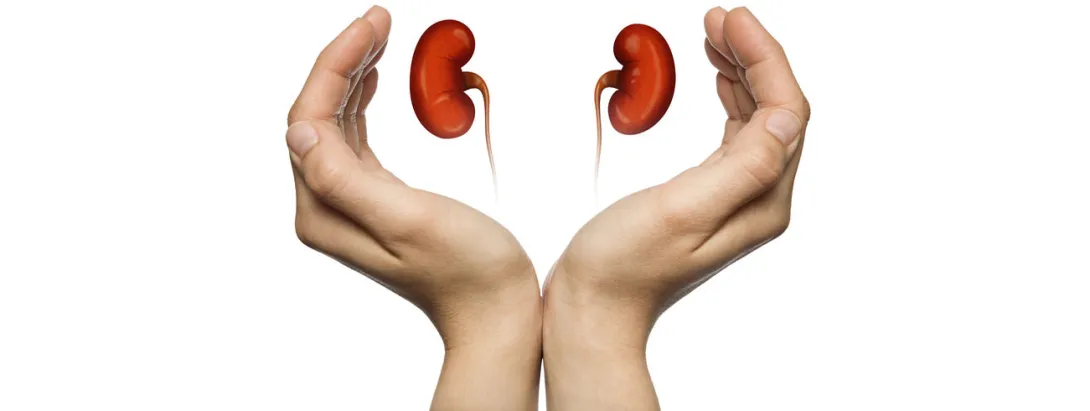 Carnitine voor de nierpatiënt