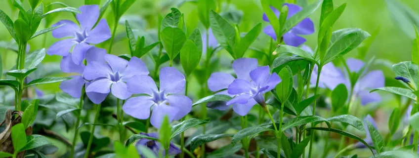 Kleine duizendknoop goed voor geheugen en stemming bij ouderen