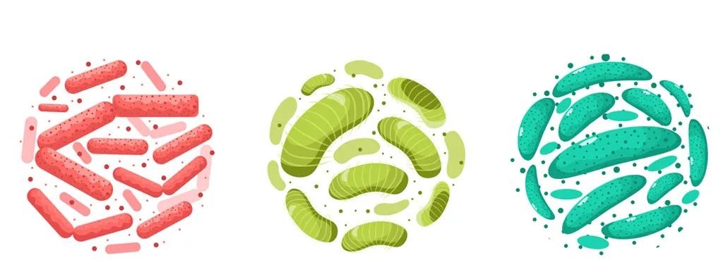 Minder last van metformine met probiotica