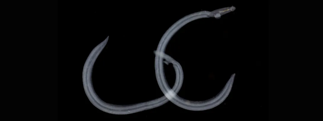 Parasiet tegen hartziekte?