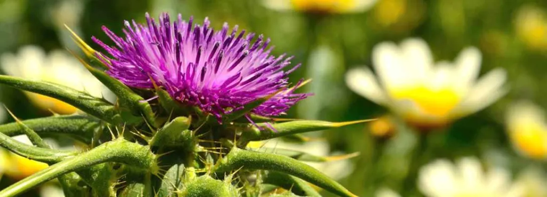 Mariadistel tegen hepatitis C: dosisstudie