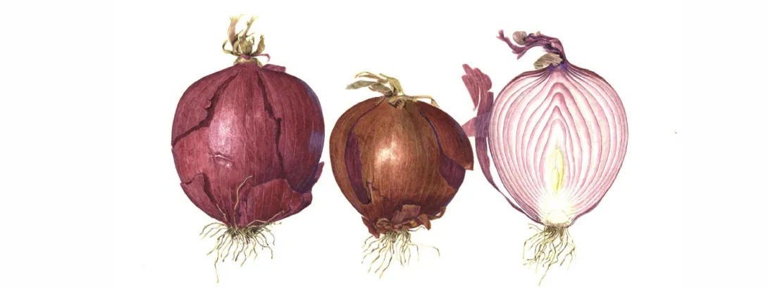 Quercetine mogelijk bloeddrukverlagend