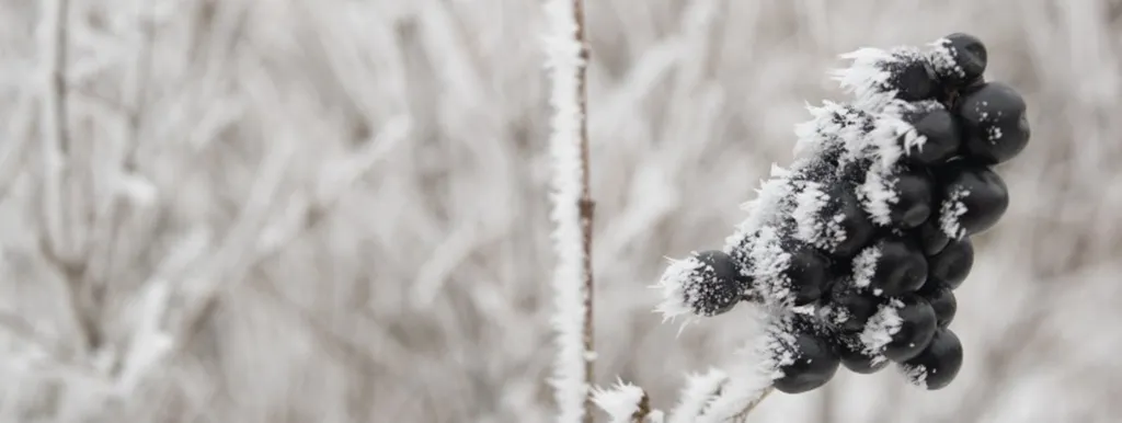 Vlierbes als prebioticum?