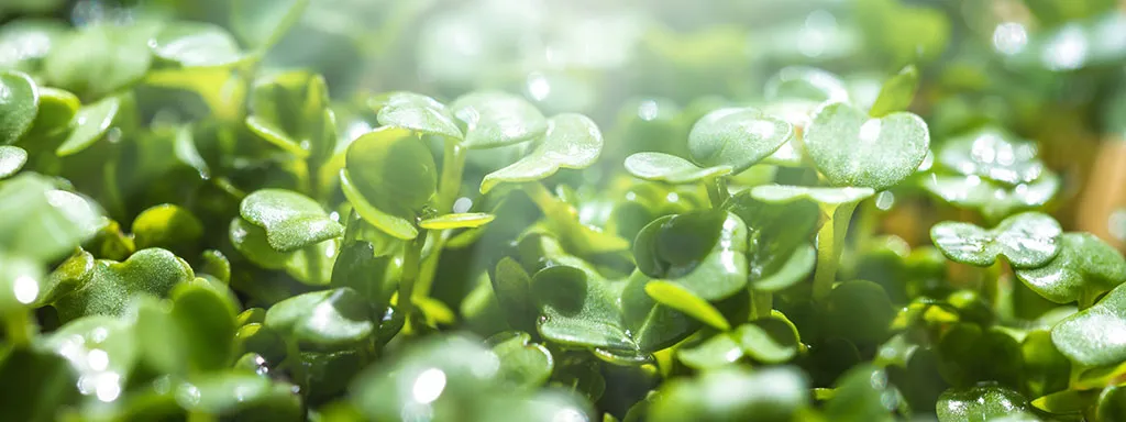 Stof uit waterkers voor betere overleving bij orale kankers