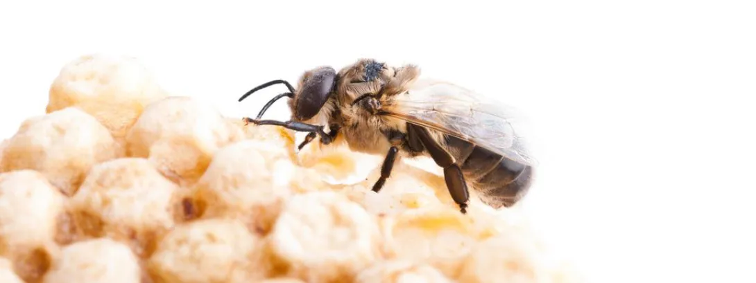 Propolis onderdrukt bestralingsmucositis
