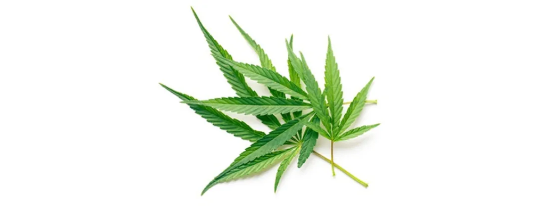 Medicinale cannabis veilig bij chronische pijn