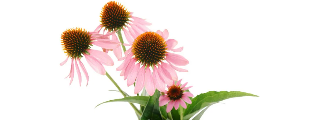 Echinacea even goed als Tamiflu