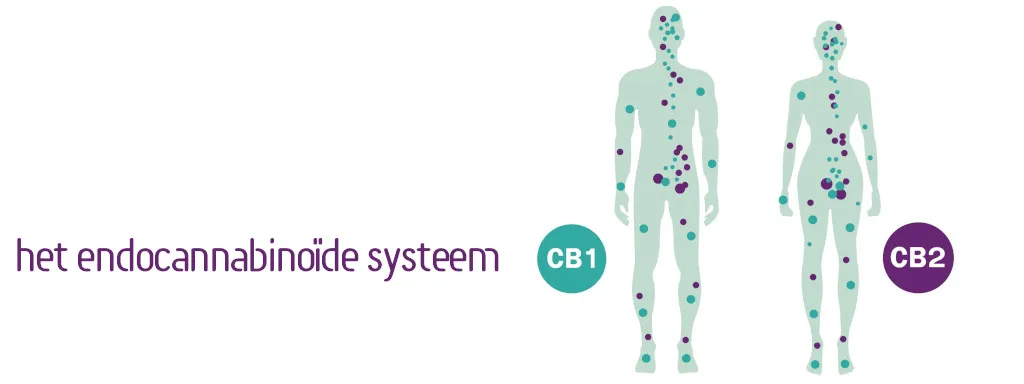 Endocannabinoïden spiegelen gezonde voeding