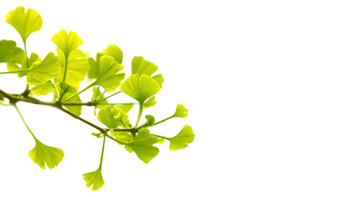 Gingko biloba verhoogt seksueel verlangen bij vrouw