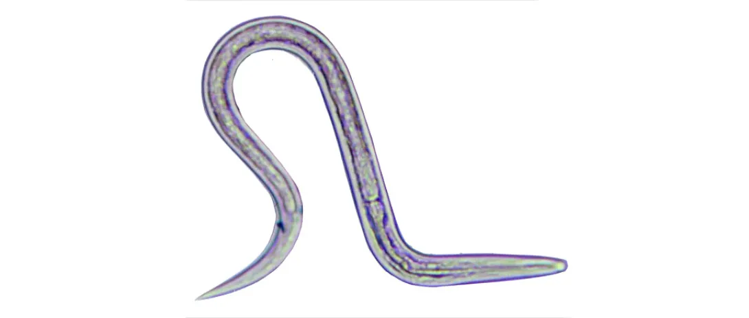Coeliakie behandelbaar met parasietworm?