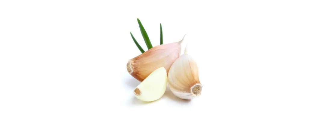 Knoflook actief tegen multiresistente bacteriën
