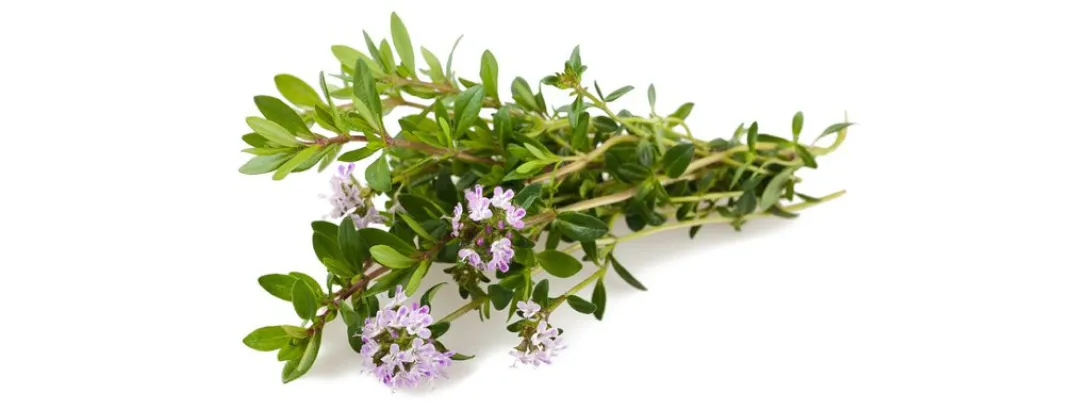 Marjolein nuttig bij polycysteus ovarium