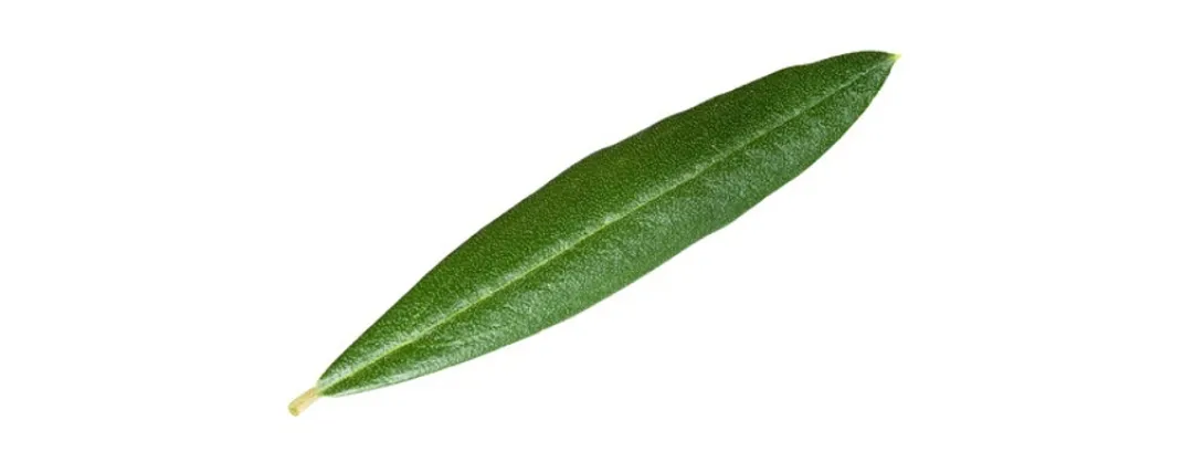 Olijfbladextract ter vasculaire ondersteuning