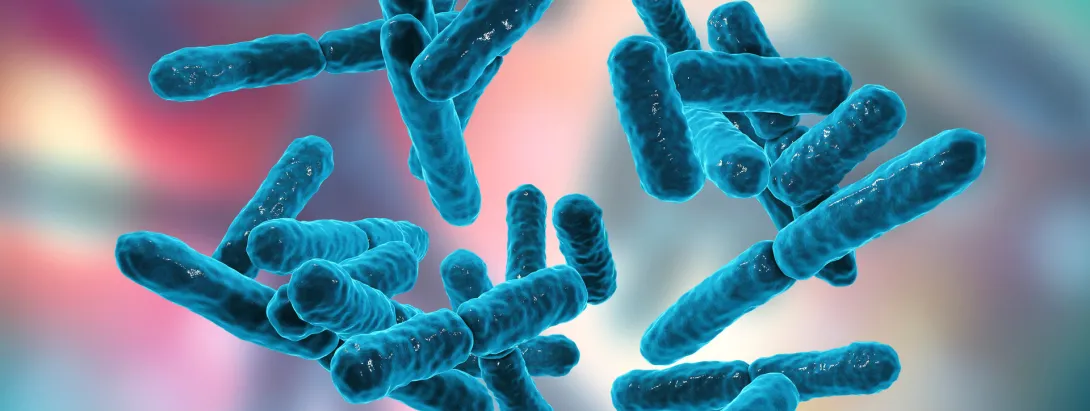 Synbioticum tegen vette lever