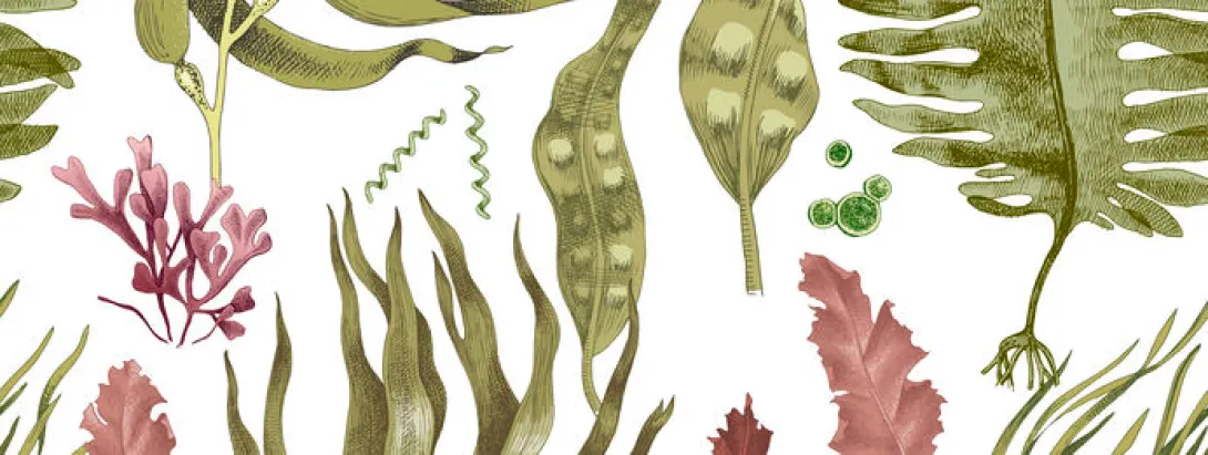 Zeewier beschermt tegen hartziekten, maar niet tegen beroertes