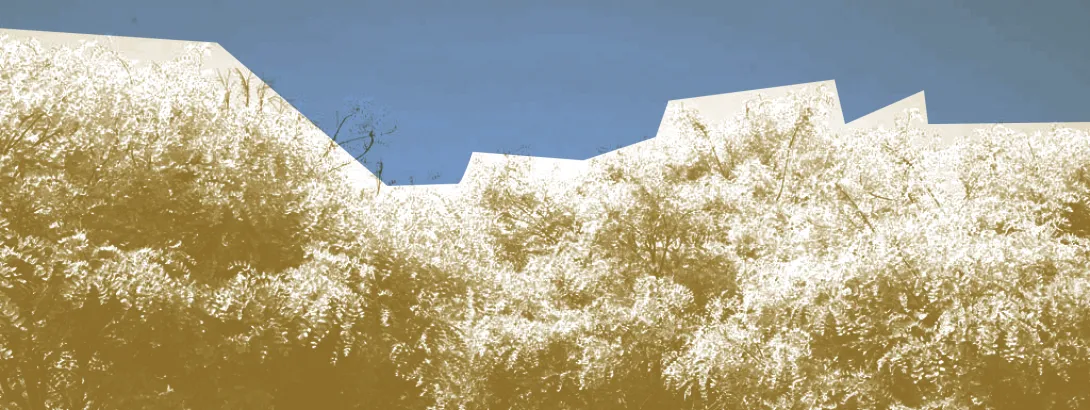 Vernisboom bij pancreaskanker