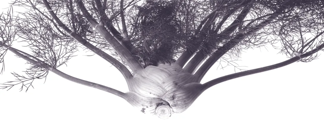 Hormonale werking van venkel?