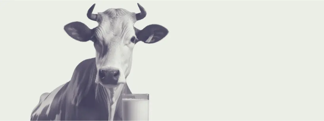 Koemelk, dé voedingsbron van lactose